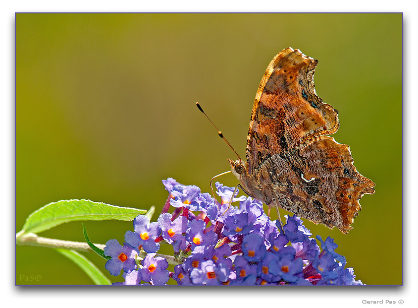 Eastern Comma Butterfly - click to enlarge image