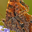 Eastern Comma Butterfly - click to enlarge