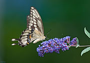 Black Swallowtail Butterfly - click to enlarge