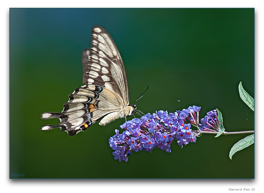 Giant Swallowtail Butterfly - click to enlarge image