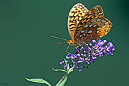 Aphrodite Fritillary Butterfly- click to enlarge