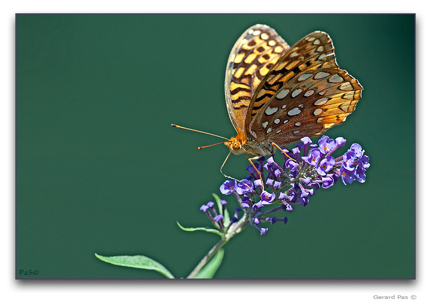 Atlantis Fritillary Butterfly - click to enlarge image