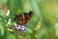 Eastern Comma Butterfly - click to enlarge