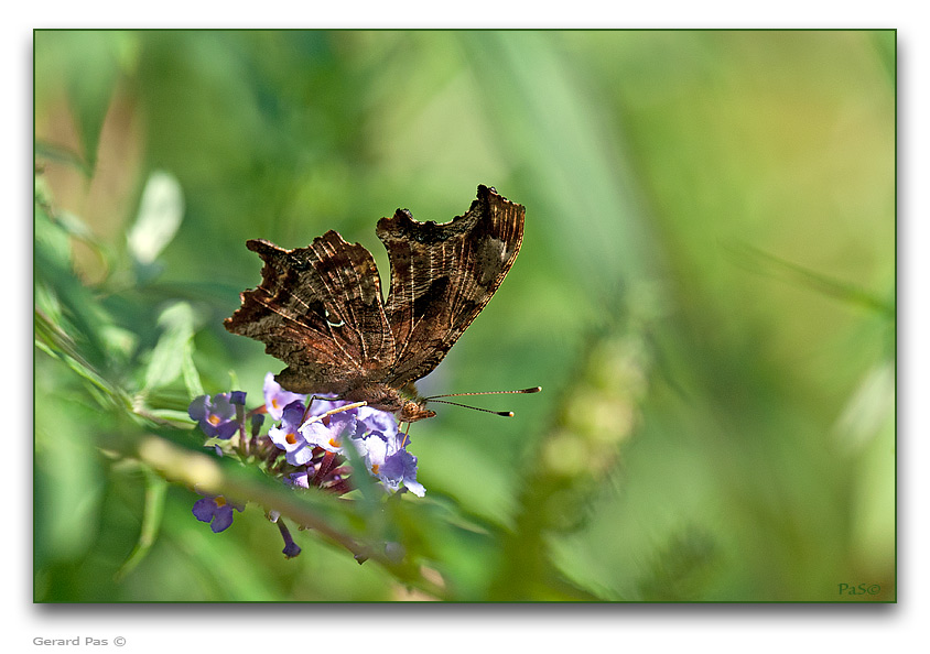 Question Mark Butterfly - click to enlarge image