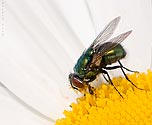 Green Bottle Fly - click to enlarge