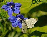 Cabbage White Butterfly - click to enlarge