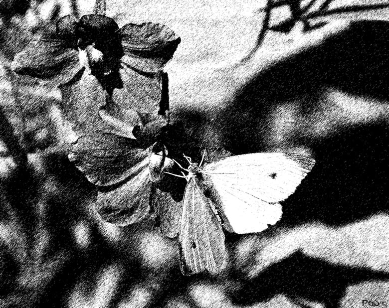 Cabbage White Butterfly Graphic - click to enlarge
