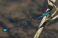 Doubleday's Bluet Damselfly with prey - click to enalrge