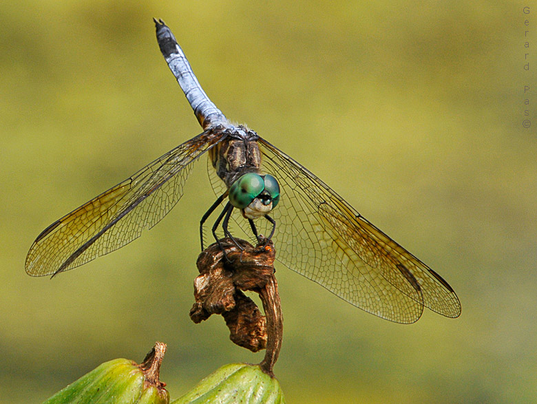 Blue Dasher Dragonfly _DSC6506.JPG - click to enlarge image