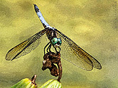 Blue Dasher Dragonfly artistic interpretation - click to enlarge