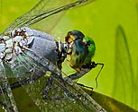 Blue Dasher Dragonfly with prey - click to enlarge