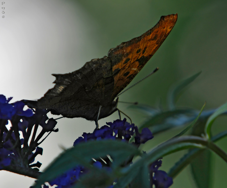 Eastern Comma Butterfly (Polygonia comma) - click to enlarge image