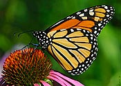 Monarch Butterfly - click to enlarge
