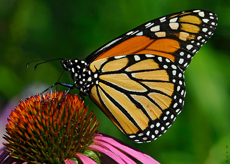Monarch Butterfly _DSC7444.JPG - click to enlarge image