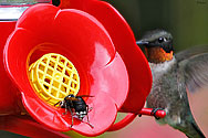 Bald-faced Hornet with Hummingbird - click to enlarge