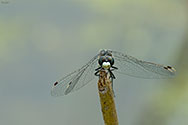 Dot-tailed Whiteface Dragonfly - click to enlarge