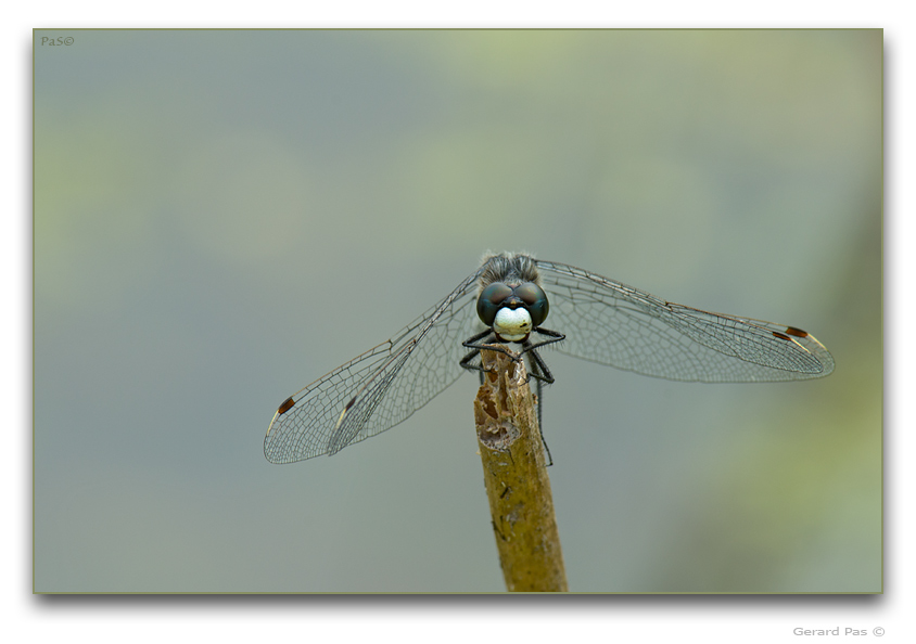Dot-tailed Whiteface Dragonfly - click to enlarge image