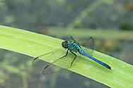 Eastern Pondhawk Dragonfly male - click to enlarge