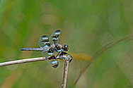 Twelve-spotted Skimmer Dragonfly - click to enlarge