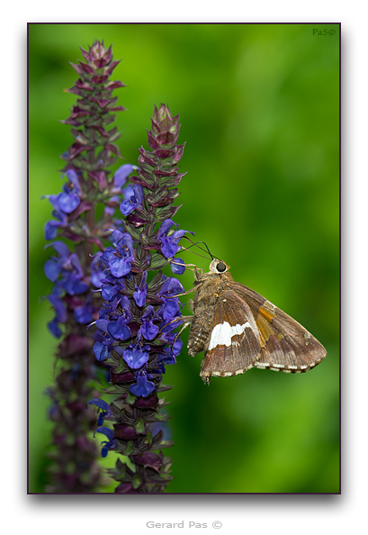 Silver-spotted Skipper Butterfly - click to enlarge image