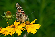 Painted Lady Butterfly - click to enlarge
