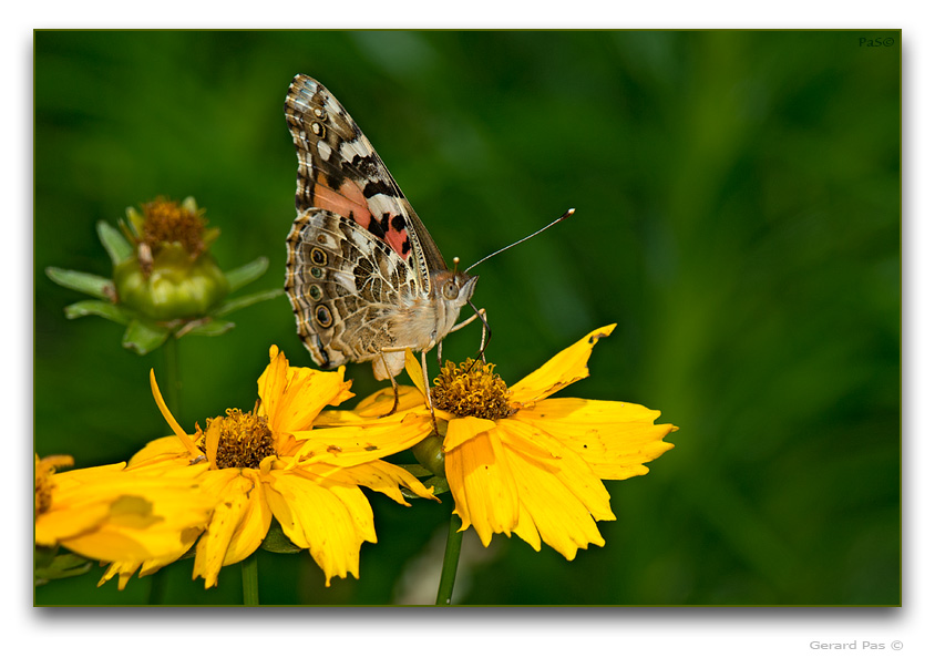 Painted Lady Butterfly - click to enlarge image