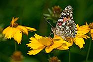 Painted Lady Butterfly - click to enlarge