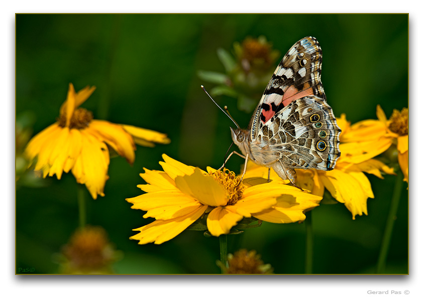 Painted Lady Butterfly - click to enlarge image
