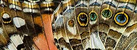 Detail from Painted Lady Butterfly - click to enlarge