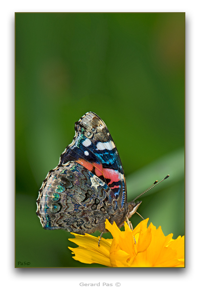 Red Admiral Butterfly - click to enlarge image