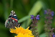 Red Admiral Butterfly - click to enlarge