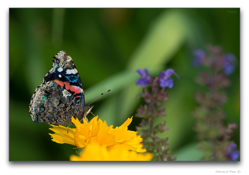 Red Admiral Butterfly - click to enlarge image