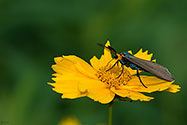 Virginia Ctenuchid Moth - click to enlarge