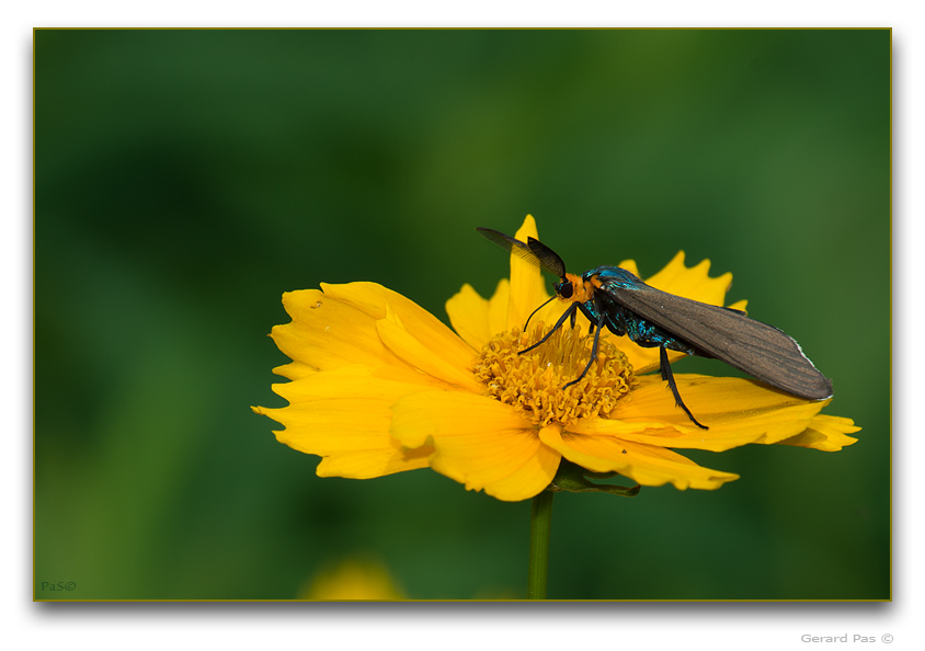 Virginia Ctenuchid Moth - click to enlarge image