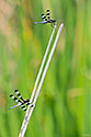 Twelve-spotted Skimmer Dragonfly - click to enlarge