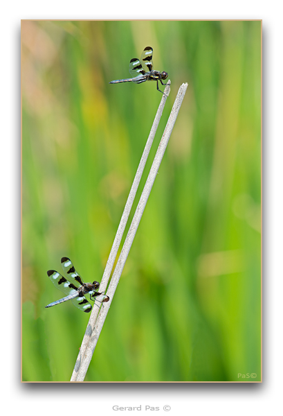 Twelve-spotted Skimmer Dragonfly - click to enlarge image