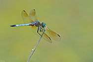 Blue Dasher Dragonfly - click to enlarge