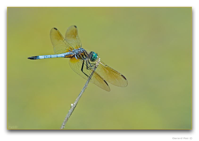 Blue Dasher Dragonfly - click to enlarge image