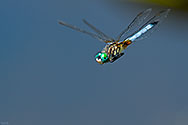Blue Dasher Dragonfly with prey in flight - click to enlarge