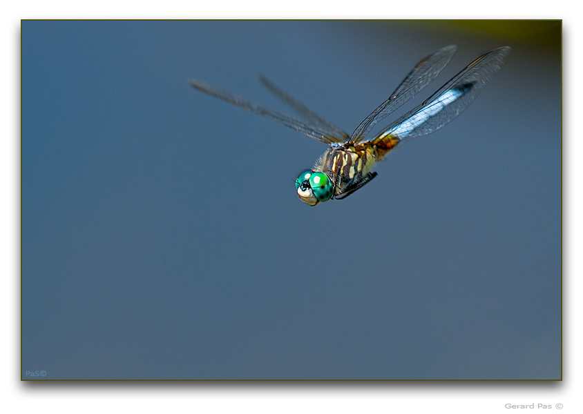 Blue Dasher Dragonfly - click to enlarge image