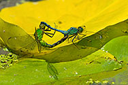 Eastern Pondhawk Dragonfly mating - click to enlarge