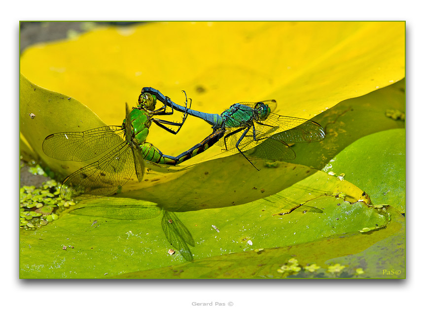 Eastern Pondhawk Dragonflies mating - click to enlarge image