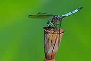 Blue Dasher Dragonfly on Lotus bloom - click to enlarge