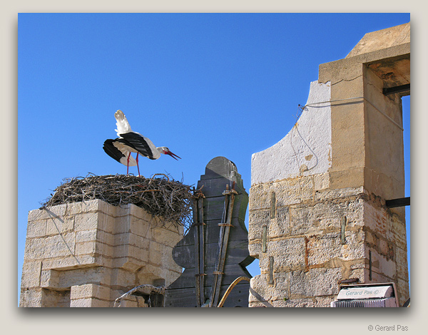 Nesting Storks on a Church Tower, Faro, Portugal - click to enlarge image