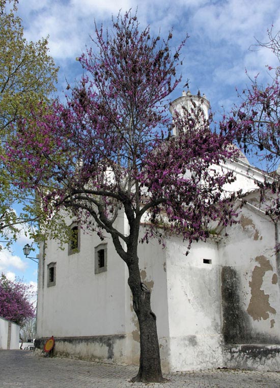 Spring colours, Tavira, Algarve, Portugal - click to enlarge image