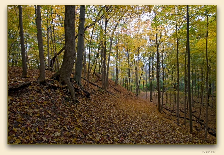 Medway Valley Heritage Forest in autumn colours - click to enlarge image