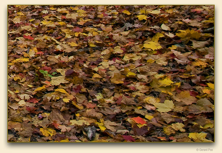 Detail from: Medway Valley Heritage Forest in autumn colours - click to enlarge image