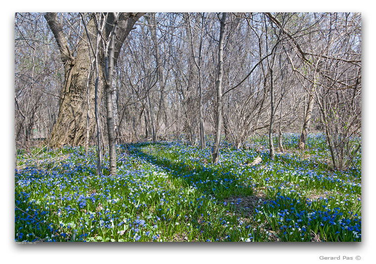 Spring wildflowers next to Sisters of the Precious Blood Monastery - click to enlarge image