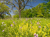 Summer wildflowers along the Thames River - click to enlarge