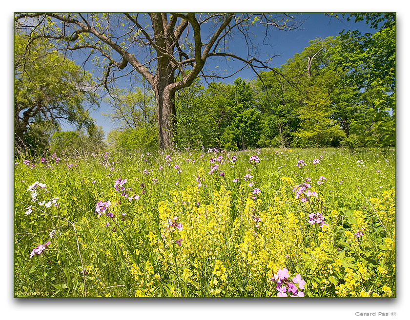 Summer wildflowers along the Thames River - click to enlarge image